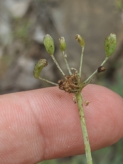 Lomatium californicum