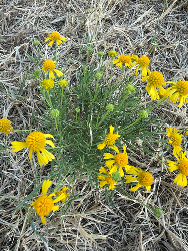 Bitterweed