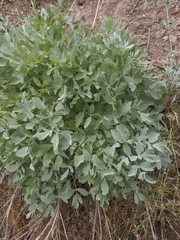 Lomatium californicum
