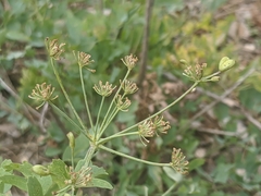 Lomatium californicum