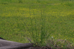 Verbena brasiliensis