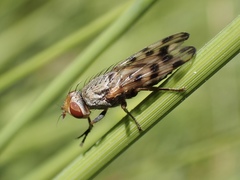 Melieria omissa