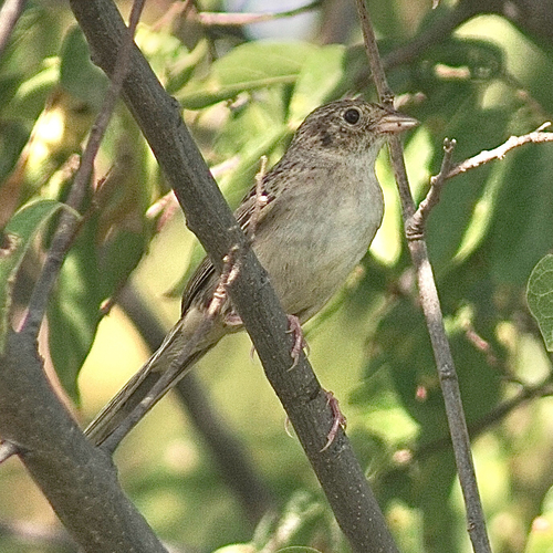 Cassin's Sparrow