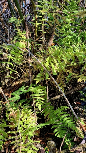 Thelypteris palustris, photograph 4