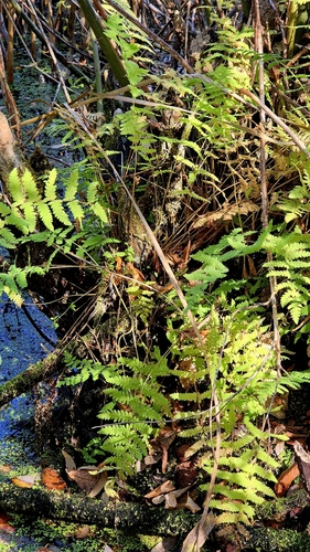 Thelypteris palustris, photograph 5