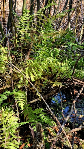 Thelypteris palustris, photograph 6