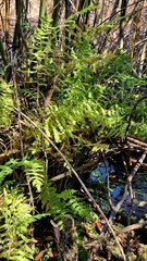 Thelypteris palustris, photograph (c) Анна Митрошенкова, some rights reserved (CC BY)