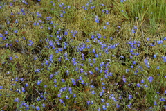 Collinsia grandiflora