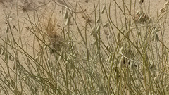 Crotalaria eremaea