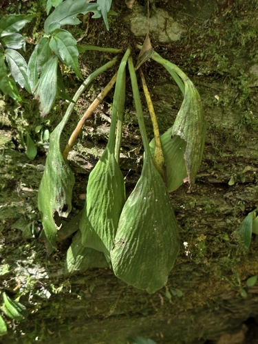 Antrophyum observed 2026-09-22