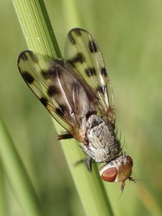 Melieria omissa