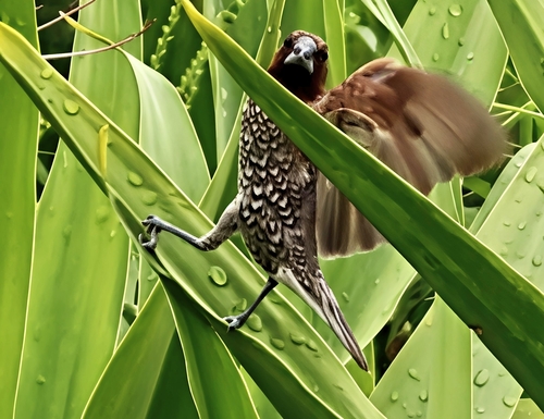 Scaly-breasted Munia