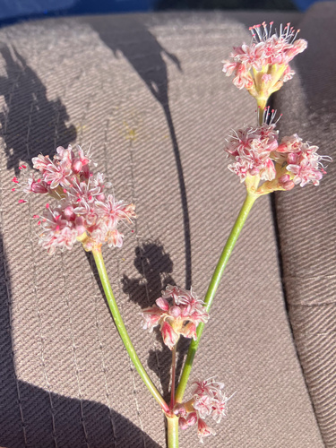 Eriogonum elatum