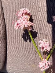 Eriogonum elatum, photograph (c) Tom Wainwright, some rights reserved (CC BY)