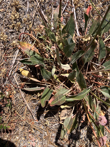 Eriogonum elatum, photograph 2