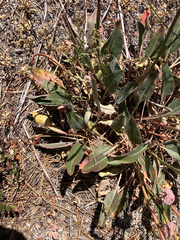 Eriogonum elatum, photograph (c) Tom Wainwright, some rights reserved (CC BY)