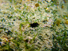 Aplysiopsis minor