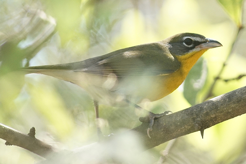 Yellow-breasted Chat