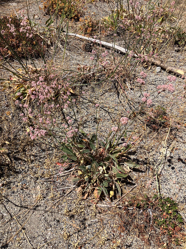 Eriogonum elatum, photograph 3