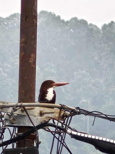 White-throated Kingfisher