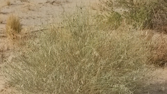 Crotalaria eremaea