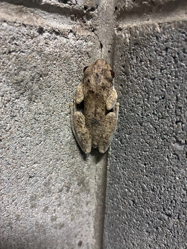 Litoria rothii observed 2026-09-20