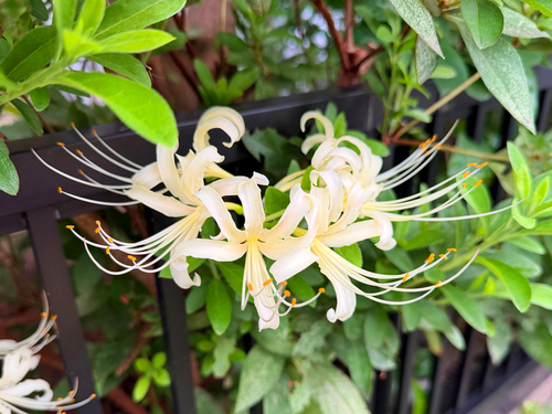 Lycoris × albiflora, photograph 1