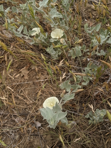 Image of Calystegia malacophylla by no rights reserved