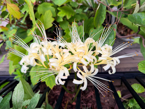 Lycoris × albiflora, photograph 2