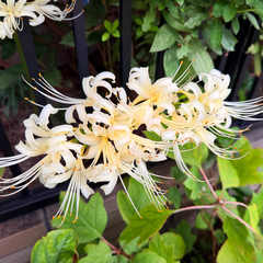 Lycoris × albiflora