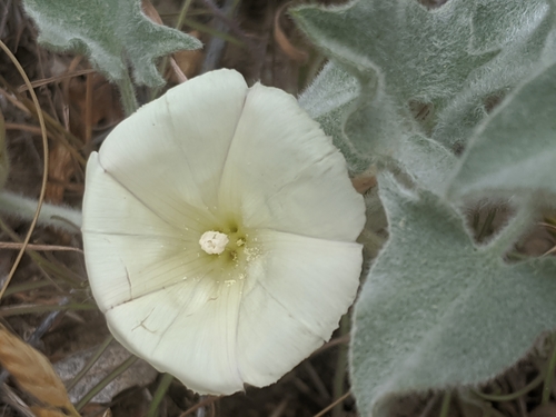 Image of Calystegia malacophylla by no rights reserved
