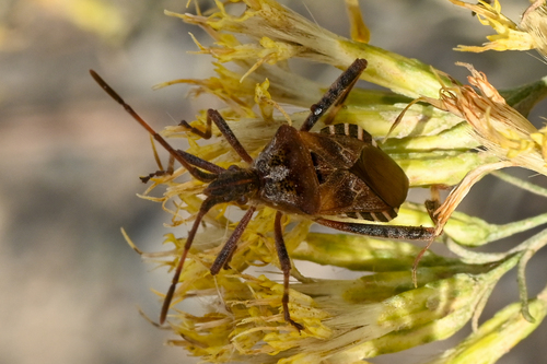 Western Conifer Seed Bug