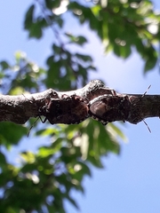 Rhaphigaster nebulosa