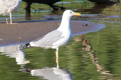 Larus cachinnans