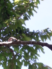 Rhaphigaster nebulosa