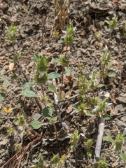 Acanthomintha lanceolata