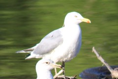 Larus argentatus