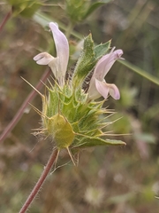 Acanthomintha lanceolata