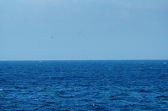 Pelecanus occidentalis