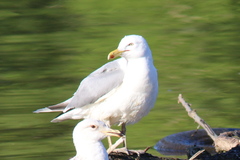 Larus argentatus
