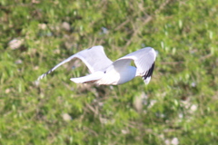 Larus argentatus