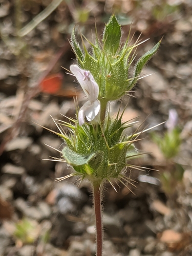Image of Acanthomintha lanceolata by no rights reserved