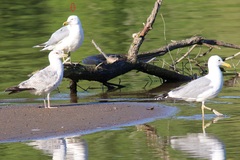 Larus argentatus