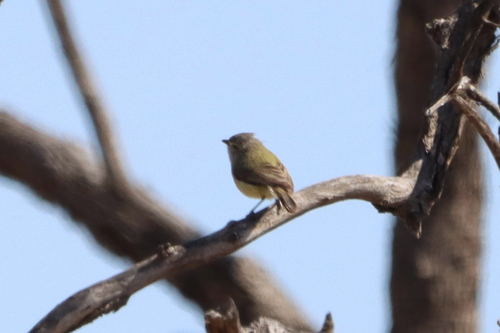 Weebill