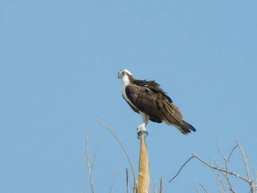 Osprey