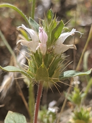 Acanthomintha lanceolata
