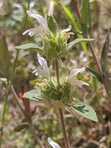 Image of Acanthomintha lanceolata by no rights reserved