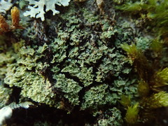 Psoromidium aleuroides