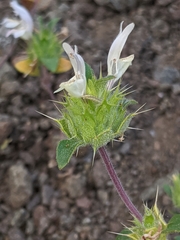 Acanthomintha lanceolata