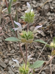 Acanthomintha lanceolata